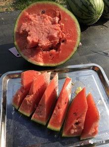 网红的瓜在哪吃,探寻“瓜在哪吃”的独特风味之旅  第3张